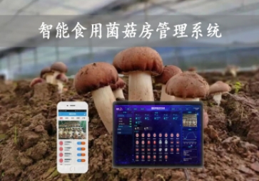 智能食用菌菇房管理系統(tǒng)，物聯(lián)網(wǎng)方案應(yīng)用，打造菌菇種植工廠